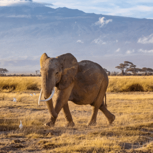 7-Day Magical Mara–Nakuru–Naivasha–Amboseli Safari 25–26